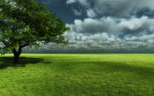 nature trees fields 1920x1080 wallpaper 